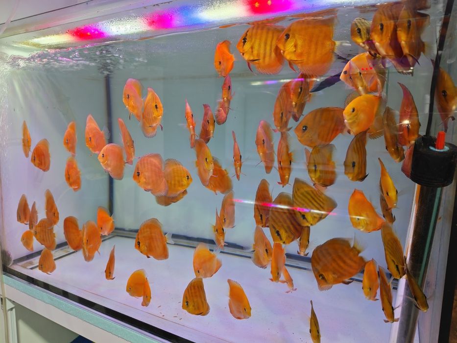 Дискуси-малки риби.
