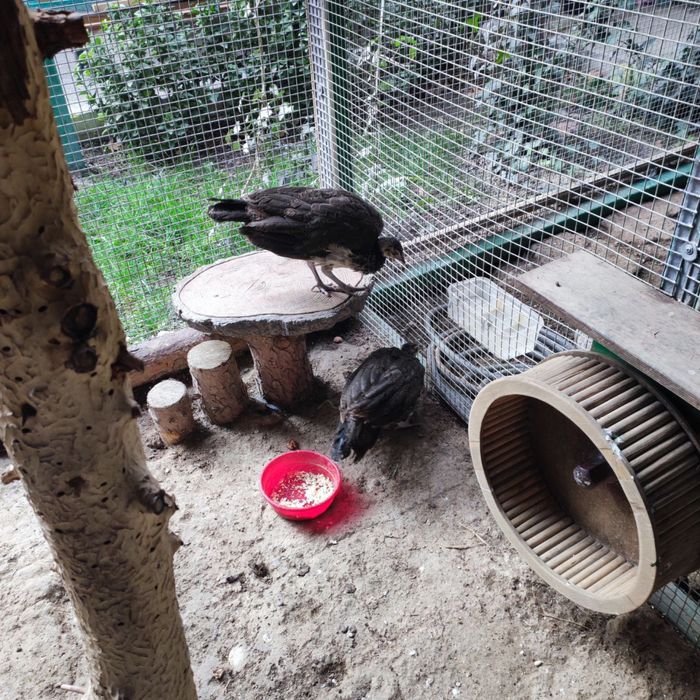 Продаются молодые павлины