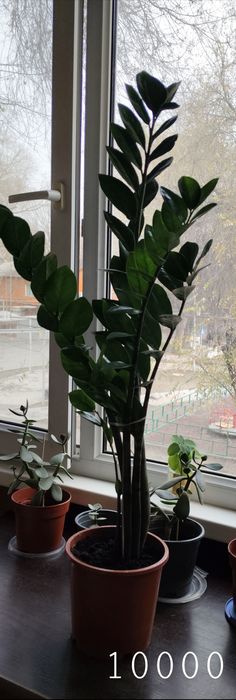 Комнатные растения и цветы