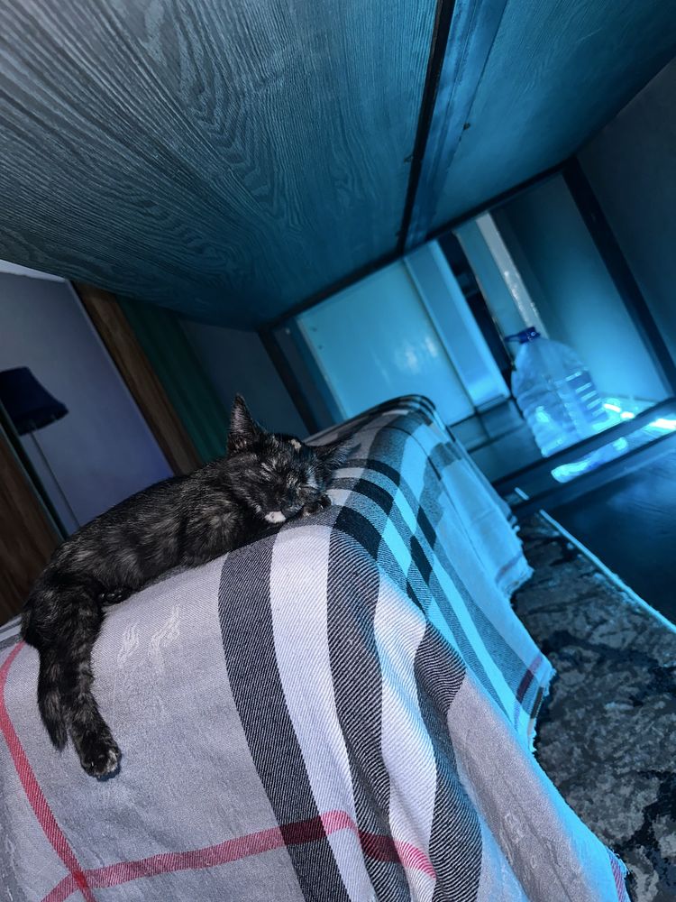 Котенок волнистый
