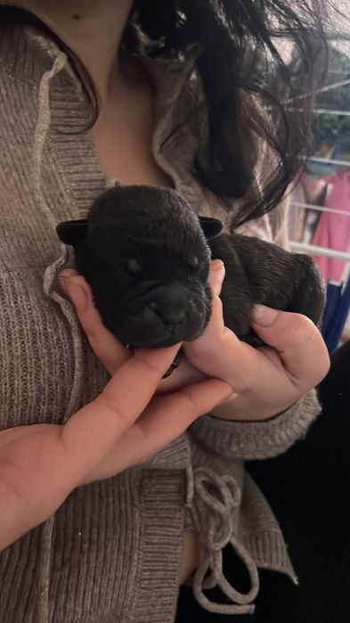 Căței rasa shar pei