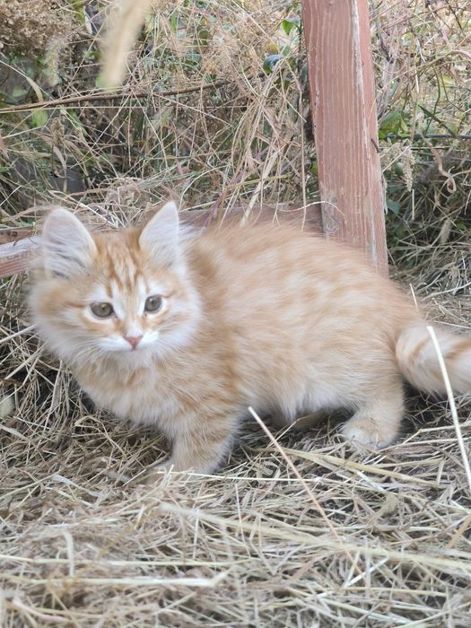 Котята девочки 2 мес