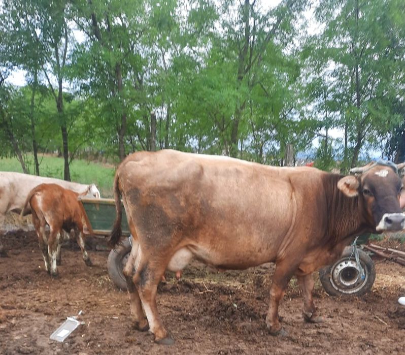 Lapte si barnza de vacă