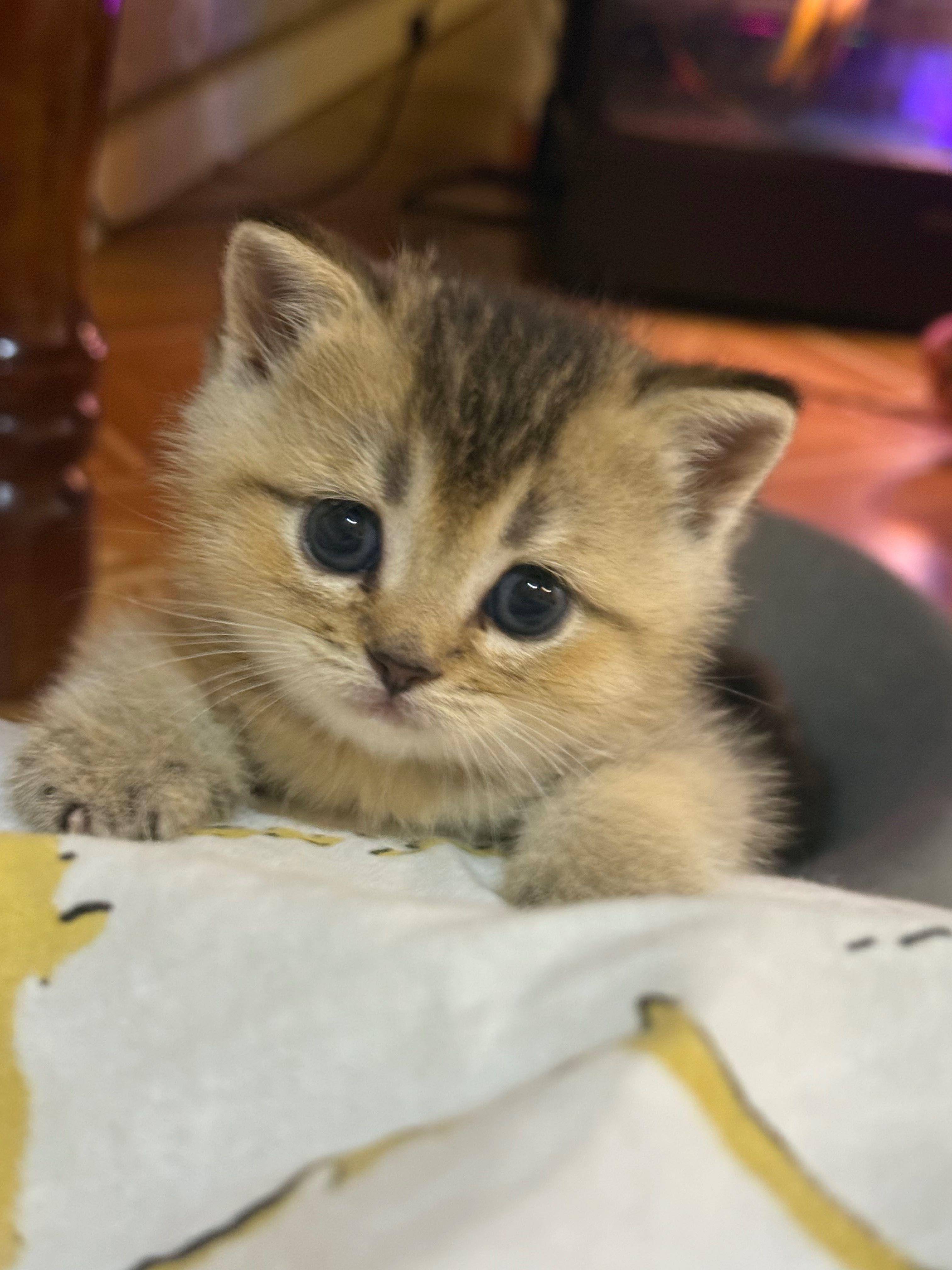 Продаются породистые котята