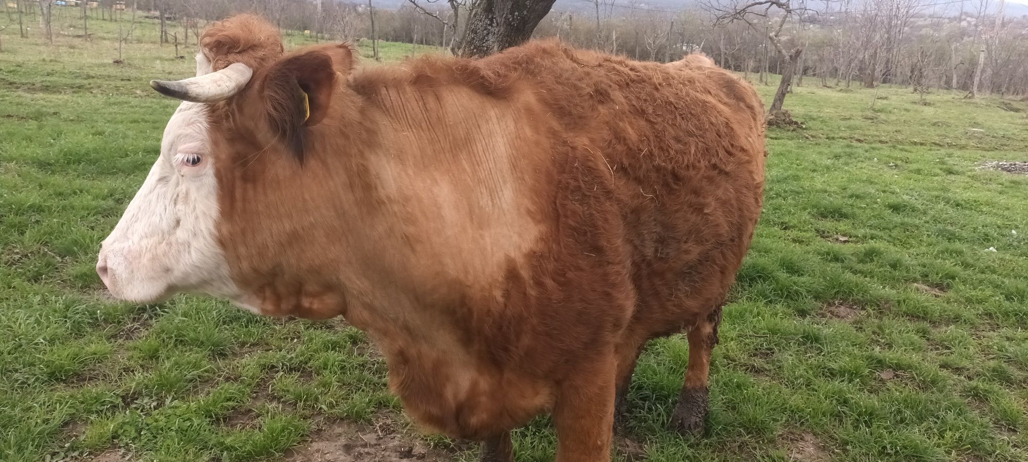 Vând vacă baltata romaneasca