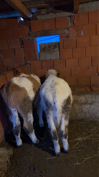 Vitei de 3 luni baltat si belgian