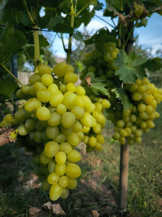 Butași de vita de vie de anul 3