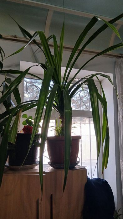 Xona Gullari sotiladi