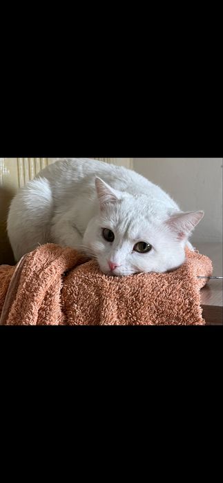 отдаю котов в добрые руки