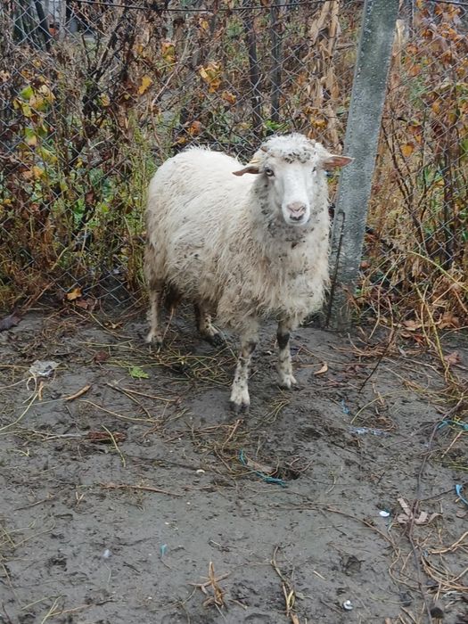 Vând oaie sau schimb