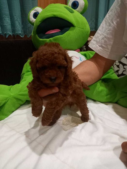Toy poodle red brown