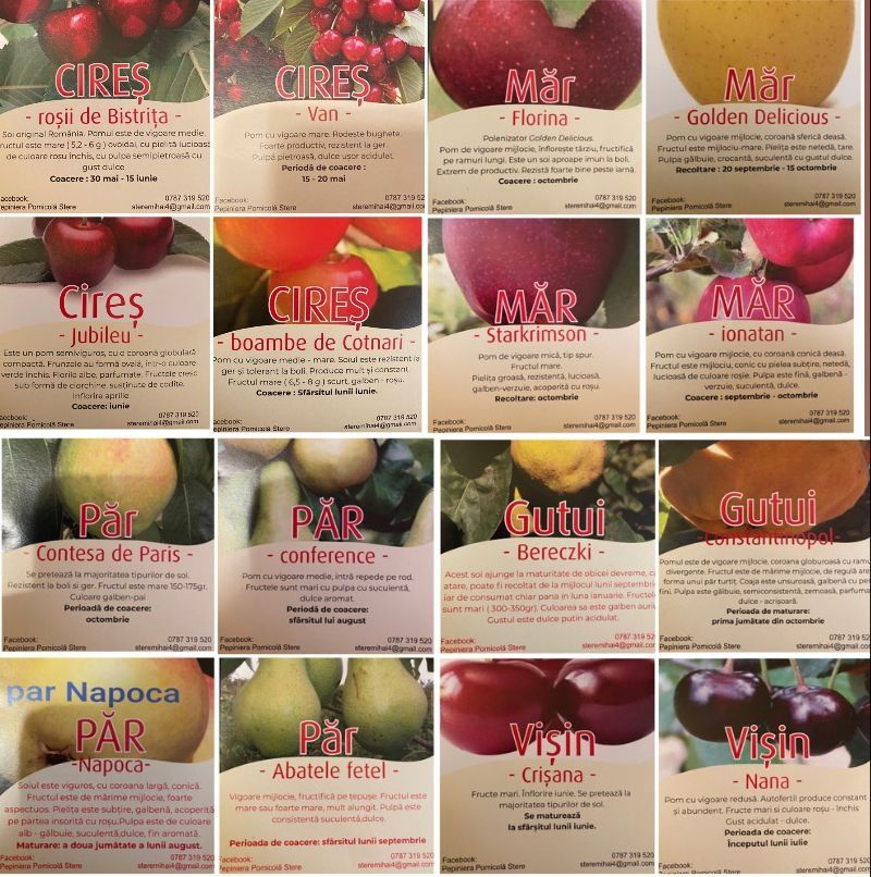 Pomi fructiferi certificați