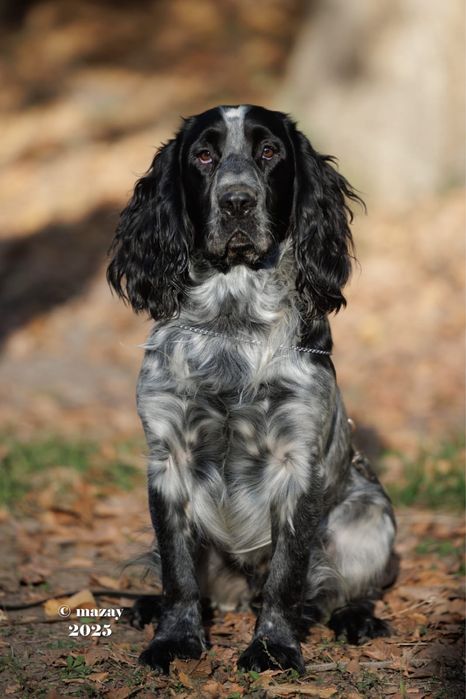 Русский охотничий спаниель на вязку