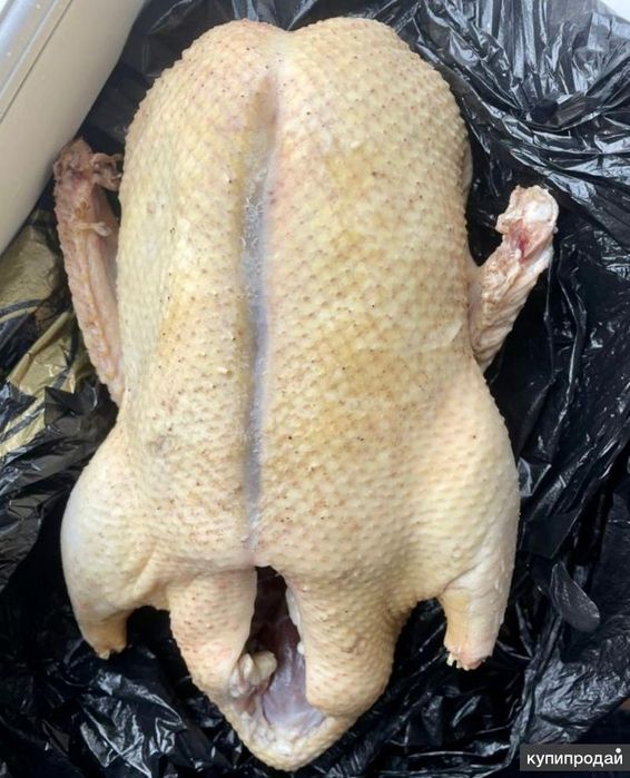 Продам домашнию утку мулард.