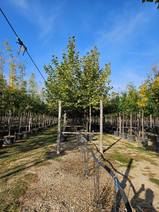 Copacii foiosi toate dimensiunile  tei platan mesteacăn frasin catalpa