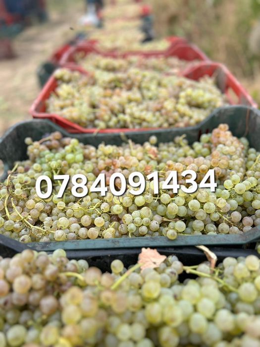 Struguri pentru vin producție 2025