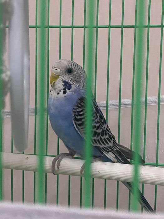 Продам волнистого попугая