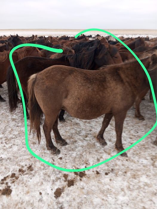 Бие қысыр семіз 8 жаста