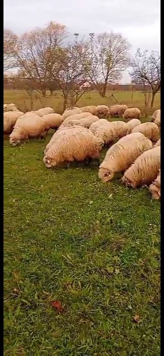 Vând oi tinere în Sighet