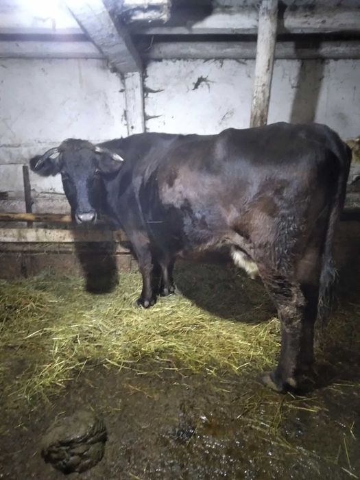 Vand vaca la a 4 a fatare