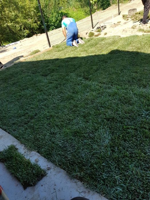 Gazon rulou sport/ tuia Smaragd/ asiguram transport și montaj