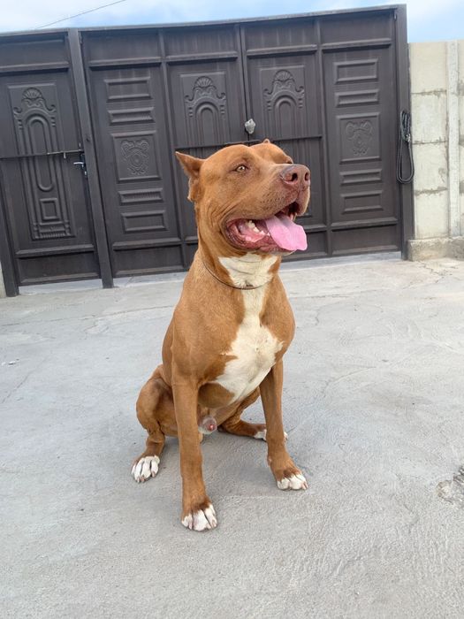 Питбуль (кубинец) вязка