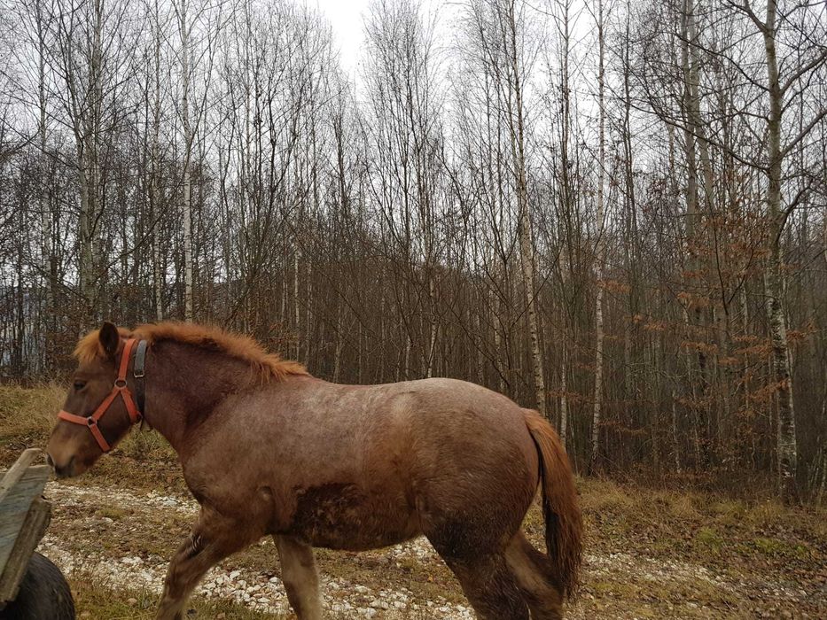 Vand manz de 8 luni. Pret:7000 Ron negociabil.