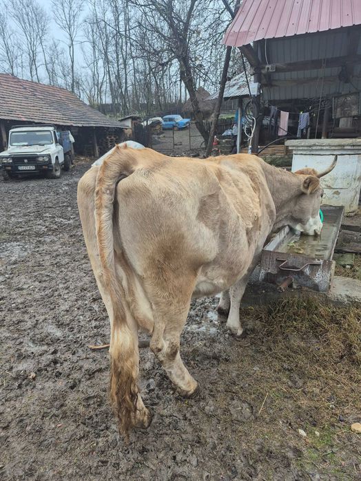 Vand Vaca pentru abator