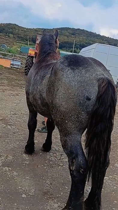 Vând mânz de 8 luni  din părinți  forte bunii  ye  cmite blând