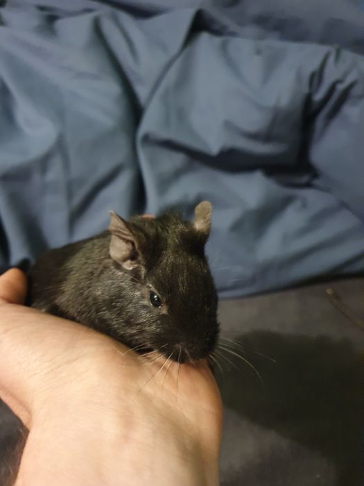 Vând pereche de veverițe degu