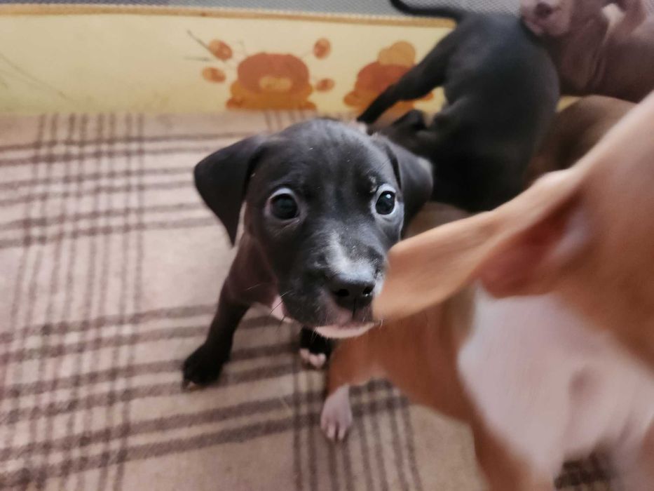 Американски питбул