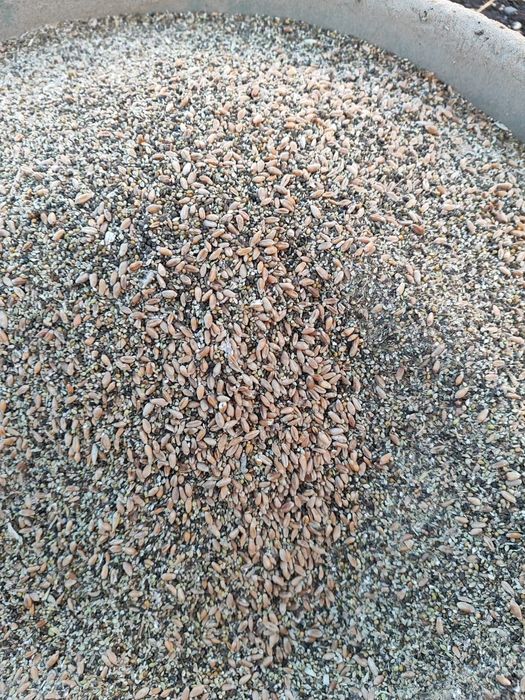 Зерноотход, бидайдың отходы