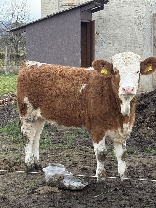 Vand 3 vițele si un vițel