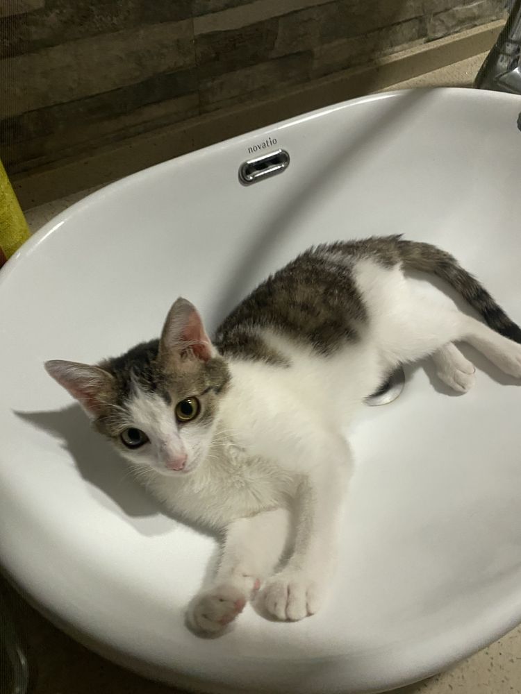 Кошка умный девочка