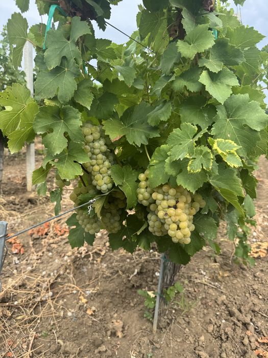 Vand struguri Muscat Ottonel pentru vin.