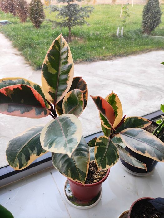 Распродажа декоративные комнатные растения