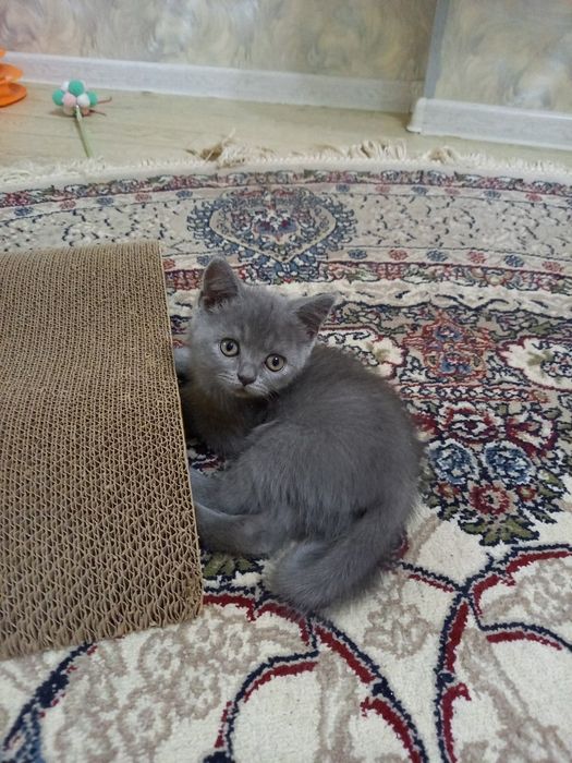 Продаются котята британской породы