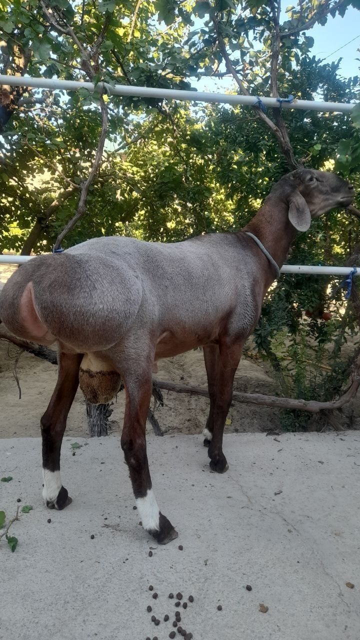 Кочкор кой     qoy qochqor