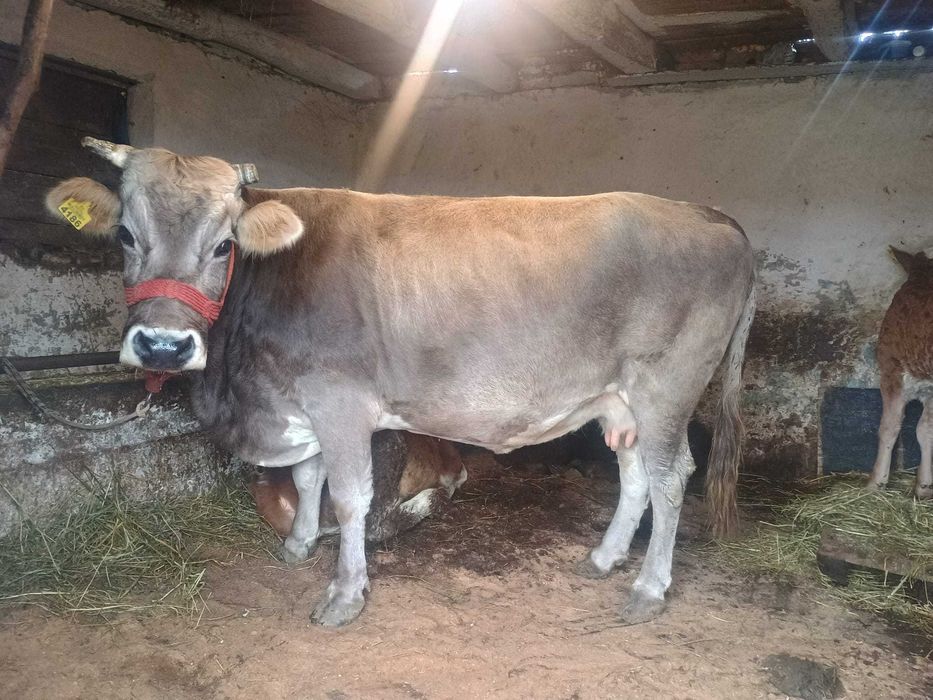 Vând o vaca bruna de Maramureș 5 ani gestanta in 9 luni