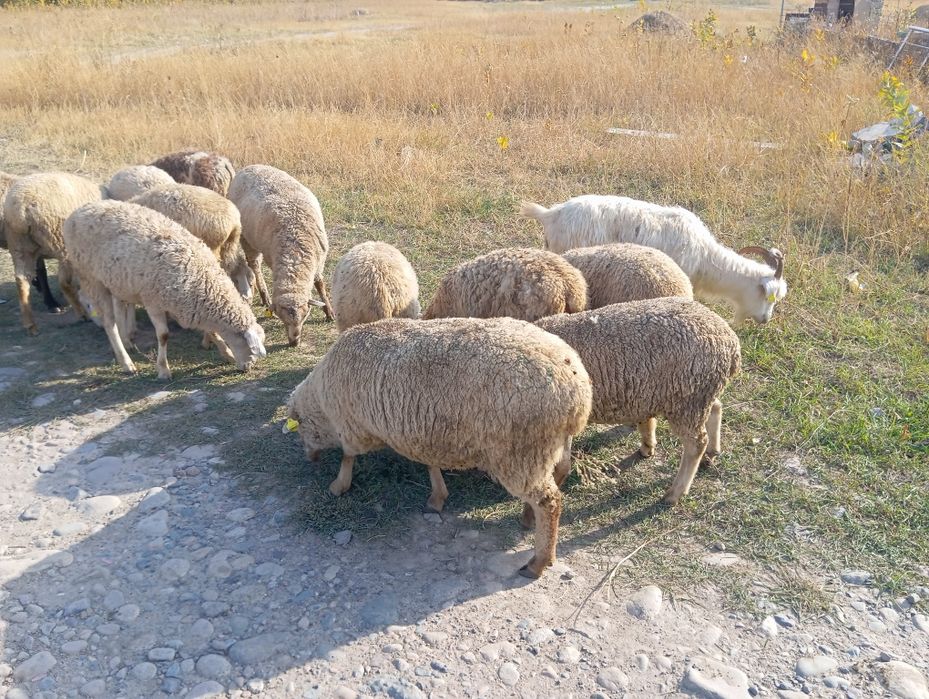 Қой тоқты Сатылады