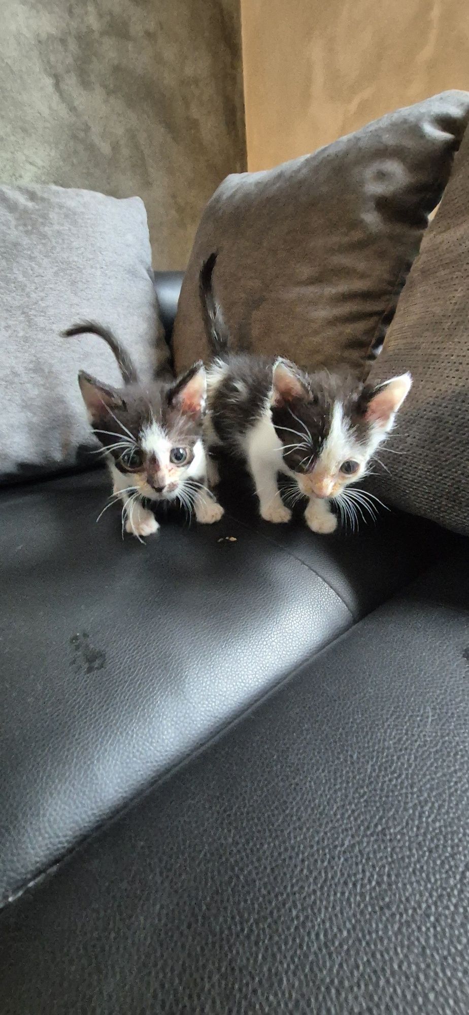 Подарявам котета
