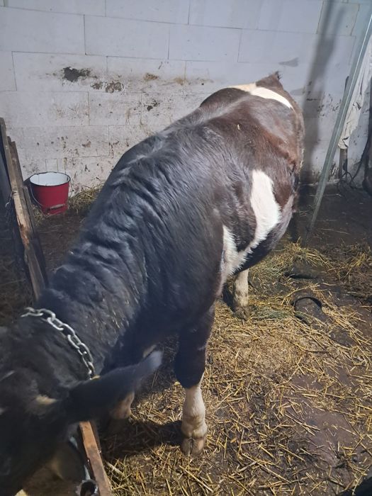 VÂND VITICA de 9luni