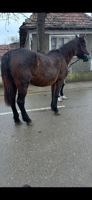 De vanzare cal castrat de 12 ani  trage fff bn la utilaje fff bland
