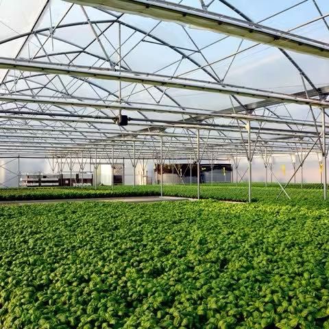 Folie solar Plastika Kritis KritifilL® 2925 Anti Picurare
