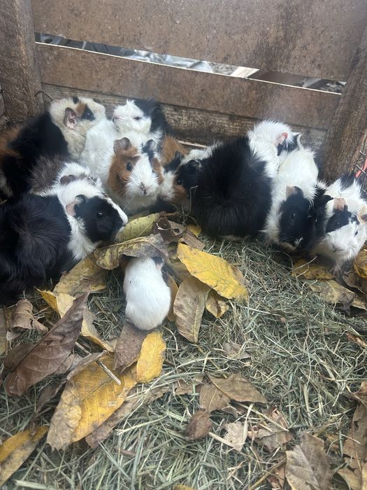 Vand porcusori de guineea