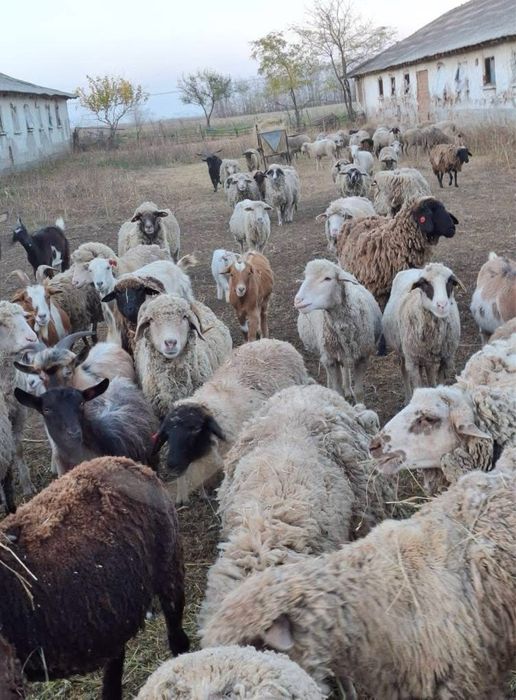 Oi, capre, cirlani, iezi de vanzare