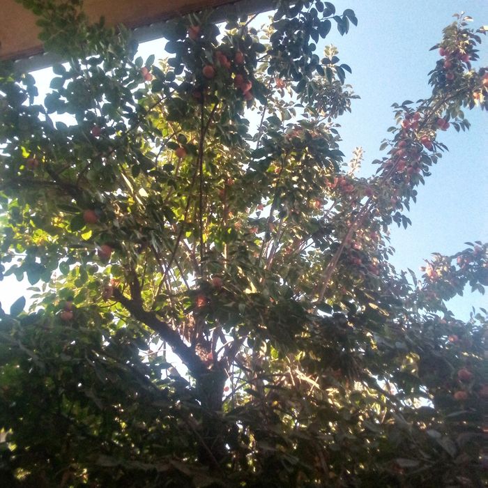 хурмо меваси сотилади