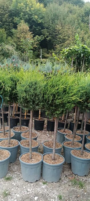 Gazon, conifere și plante ornamentale de top