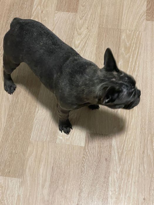 Женски Френски Булдог Син