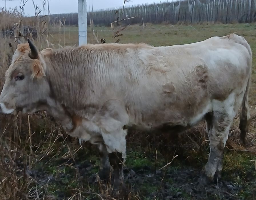 Taur de 1 an jumate și vițea de 10 luni